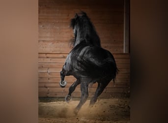Arabo-Friesian, Wałach, 12 lat, 162 cm, Kara