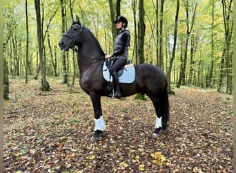 Arabo-Friesian, Wałach, 12 lat, 162 cm, Kara