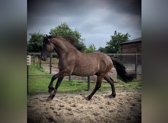 Arabo-Friesian, Wałach, 7 lat, 160 cm, Grullo