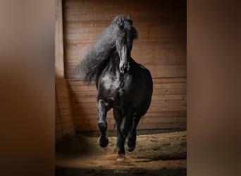 Arabo-Frisón, Caballo castrado, 13 años, 162 cm, Negro