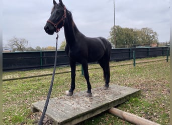 Arabo-Frisón, Caballo castrado, 3 años, 160 cm, Negro