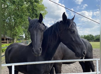 Arabo-Frisón, Caballo castrado, 3 años, 160 cm, Negro