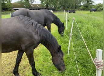 Arabo-Frisón, Caballo castrado, 3 años, 160 cm, Negro