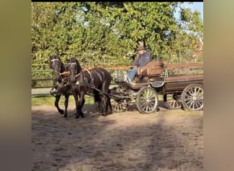 Arabo-Frisón, Caballo castrado, 3 años, 160 cm, Negro