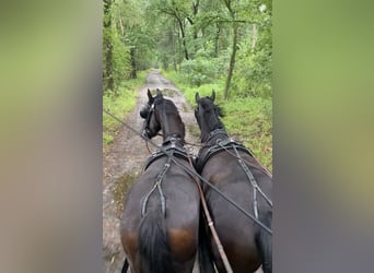 Arabo-Frisón, Caballo castrado, 3 años, 160 cm, Negro