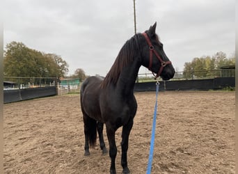 Arabo-Frisón, Caballo castrado, 3 años, 160 cm, Negro