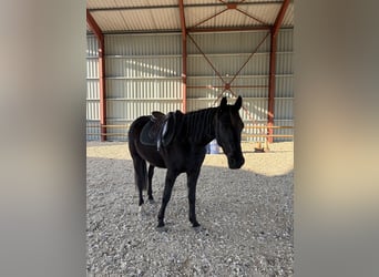 Arabo-Frisón, Caballo castrado, 4 años, 164 cm, Negro
