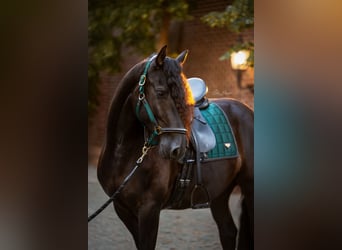 Arabo-Frisón, Caballo castrado, 5 años, 166 cm, Negro