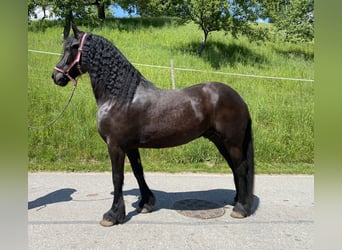 Arabo-Frisón, Caballo castrado, 8 años, 165 cm, Negro