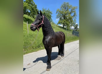 Arabo-Frisón, Caballo castrado, 8 años, 165 cm, Negro