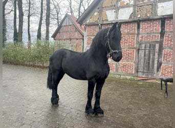 Arabo-Frisón, Caballo castrado, 9 años, 162 cm, Negro