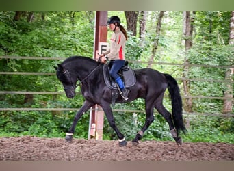 Arabo-frison, Étalon, 12 Ans, 167 cm, Noir