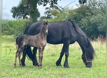 Arabo-frison, Étalon, 1 Année, 130 cm, Bai brun foncé