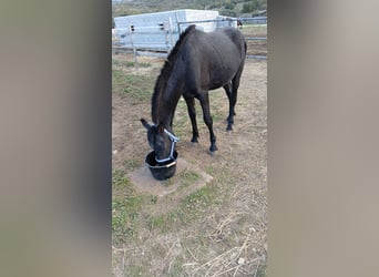 Arabo-frison, Étalon, 2 Ans, 170 cm, Noir