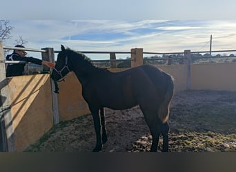 Arabo-frison, Étalon, 2 Ans, 170 cm, Noir