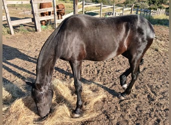 Arabo-frison, Étalon, 2 Ans, 170 cm, Noir