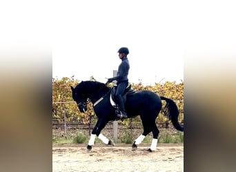 Arabo-frison Croisé, Étalon, 6 Ans, 156 cm, Noir