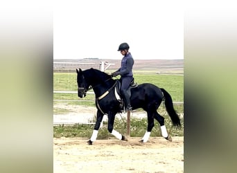 Arabo-frison Croisé, Étalon, 6 Ans, 156 cm, Noir