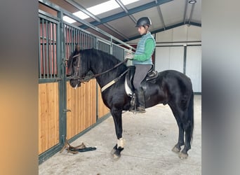 Arabo-frison Croisé, Étalon, 6 Ans, 156 cm, Noir