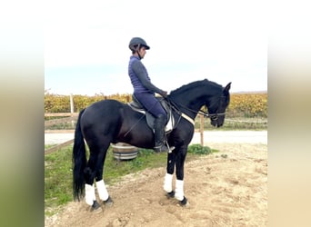 Arabo-frison Croisé, Étalon, 6 Ans, 156 cm, Noir