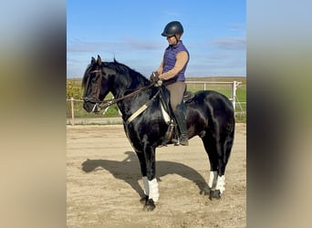 Arabo-frison Croisé, Étalon, 6 Ans, 156 cm, Noir