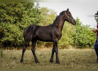 Arabo-frison, Étalon, Poulain (03/2025), 165 cm, Noir
