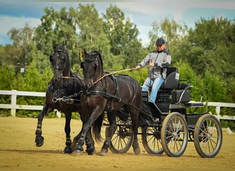 Arabo-frison, Hongre, 13 Ans, 162 cm, Noir
