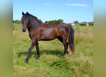 Arabo-frison, Hongre, 2 Ans, 165 cm, Noir