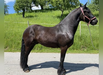 Arabo-frison, Hongre, 8 Ans, 165 cm, Noir