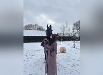 Arabo-frison, Jument, 10 Ans, 168 cm, Noir