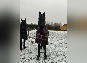 Arabo-frison, Jument, 10 Ans, 168 cm, Noir