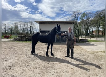 Arabo-frison, Jument, 3 Ans, 155 cm, Noir
