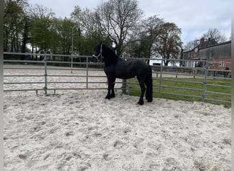 Arabo-frison, Jument, 3 Ans, 155 cm, Noir