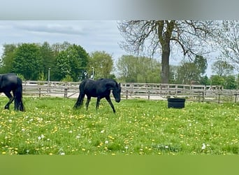 Arabo-frison, Jument, 3 Ans, 155 cm, Noir
