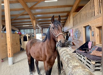 Arabo-frison Croisé, Jument, 4 Ans, 155 cm, Bai