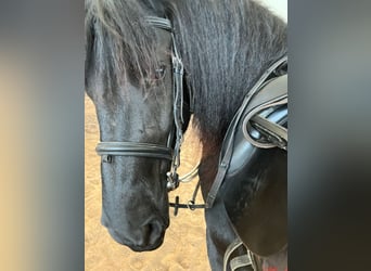 Arabo-frison, Jument, 6 Ans, 160 cm, Noir