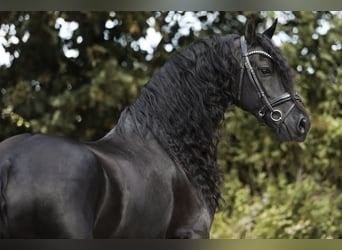 Arabo-frison, Jument, 7 Ans, 163 cm, Noir