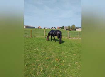 Arabo-frison, Jument, 8 Ans, 170 cm, Noir