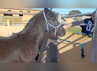 Arabo-Frisón, Semental, 2 años, 170 cm, Negro