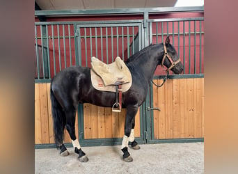 Arabo-Frisón Mestizo, Semental, 6 años, 156 cm, Negro