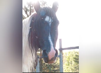 Arabo-Frisón Mestizo, Semental, 9 años, 158 cm, Pío