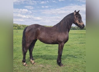 Arabo-Frisón, Yegua, 2 años, 165 cm, Negro