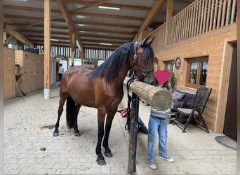Arabo-Frisón Mestizo, Yegua, 4 años, 155 cm, Castaño