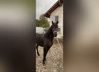 Arabo-Frisón, Yegua, 4 años, 155 cm, Negro