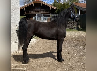 Arabo-Frisón, Yegua, 8 años, 157 cm, Negro