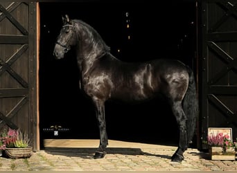 Arabo Frisone, Castrone, 12 Anni, 162 cm, Morello