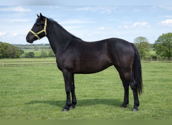 Arabo Frisone, Castrone, 2 Anni, 154 cm, Morello