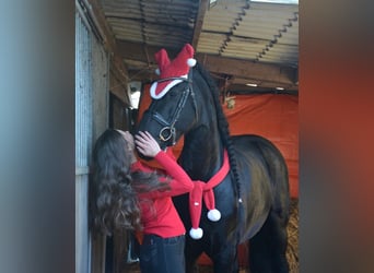 Arabo Frisone, Giumenta, 10 Anni, 168 cm, Morello