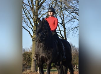 Arabo Frisone, Giumenta, 10 Anni, 168 cm, Morello