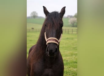 Arabo Frisone, Giumenta, 2 Anni, 165 cm, Morello